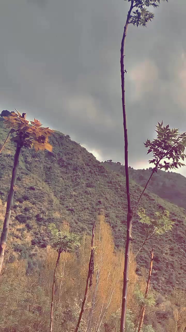 @𝐇ǟ𝓶ǟ𝙙
