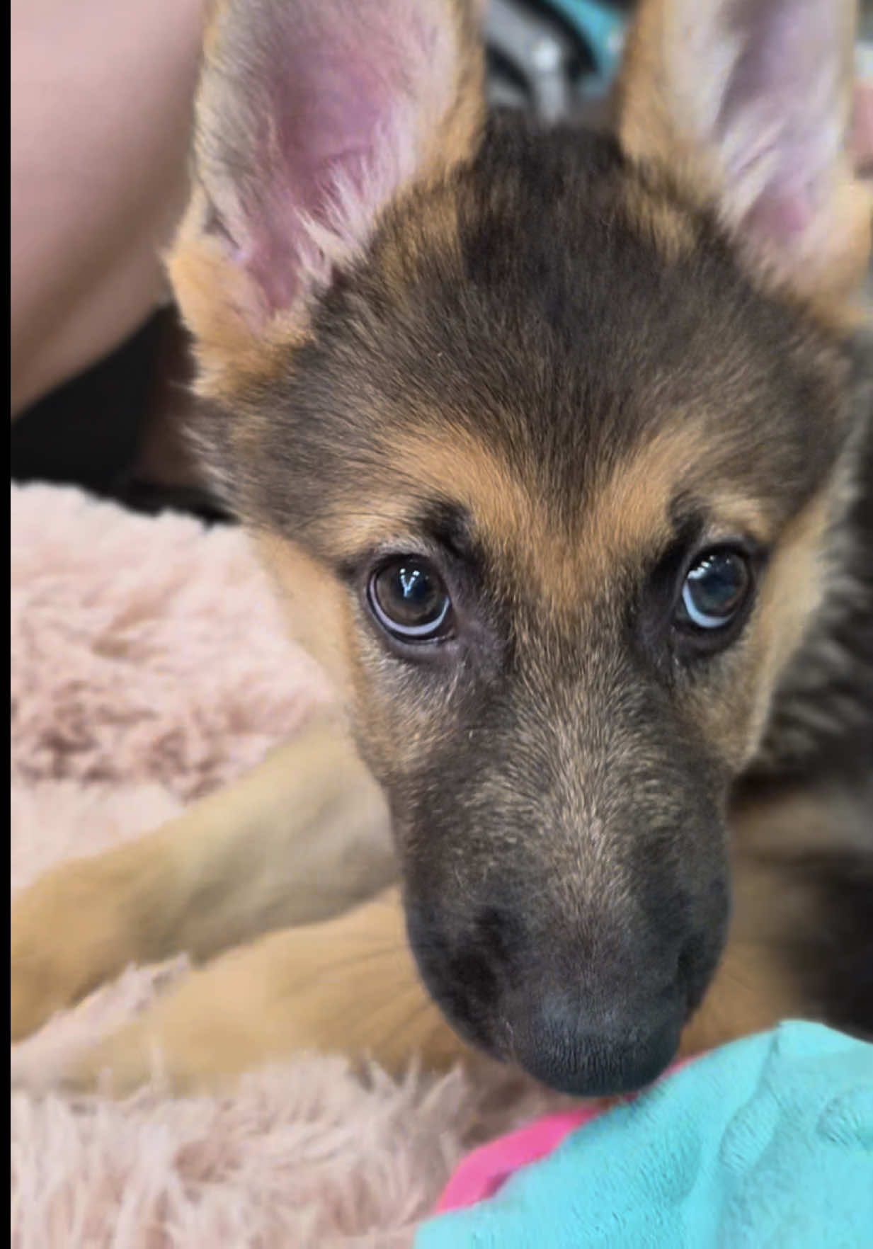 @Petland Oklahoma City