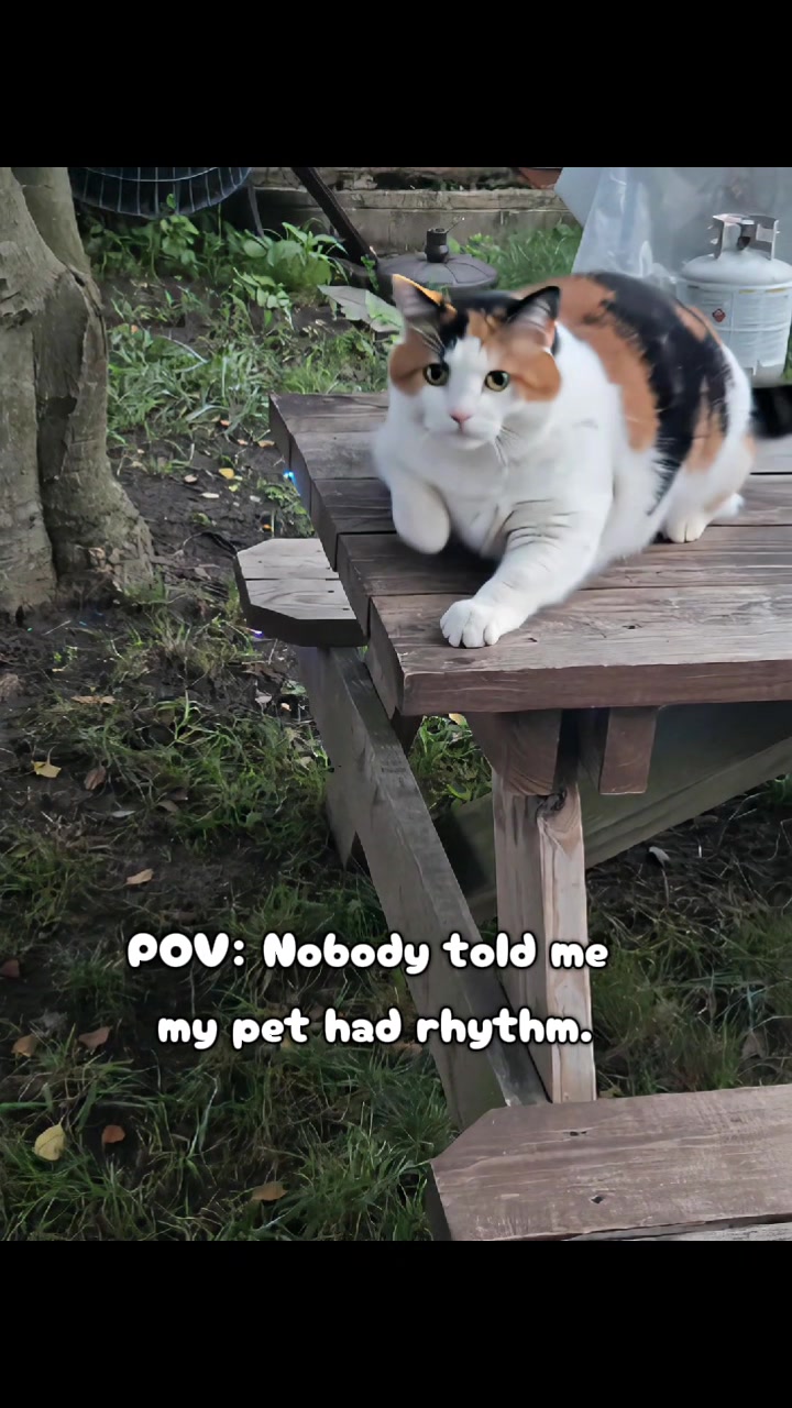 @mi gata la más hermosa