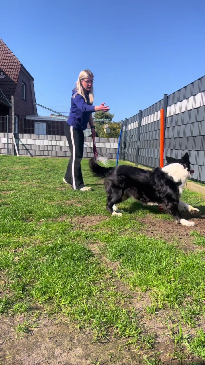 @Dream.Border.Collie.Andra