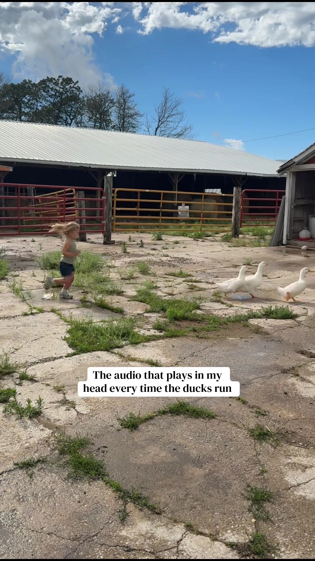 @Chelsea Jo | SUNNY ACRES
