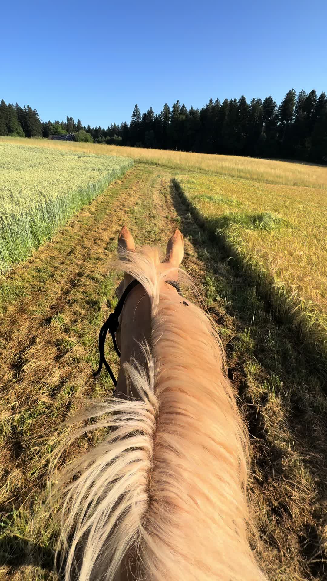 @Alena🤠