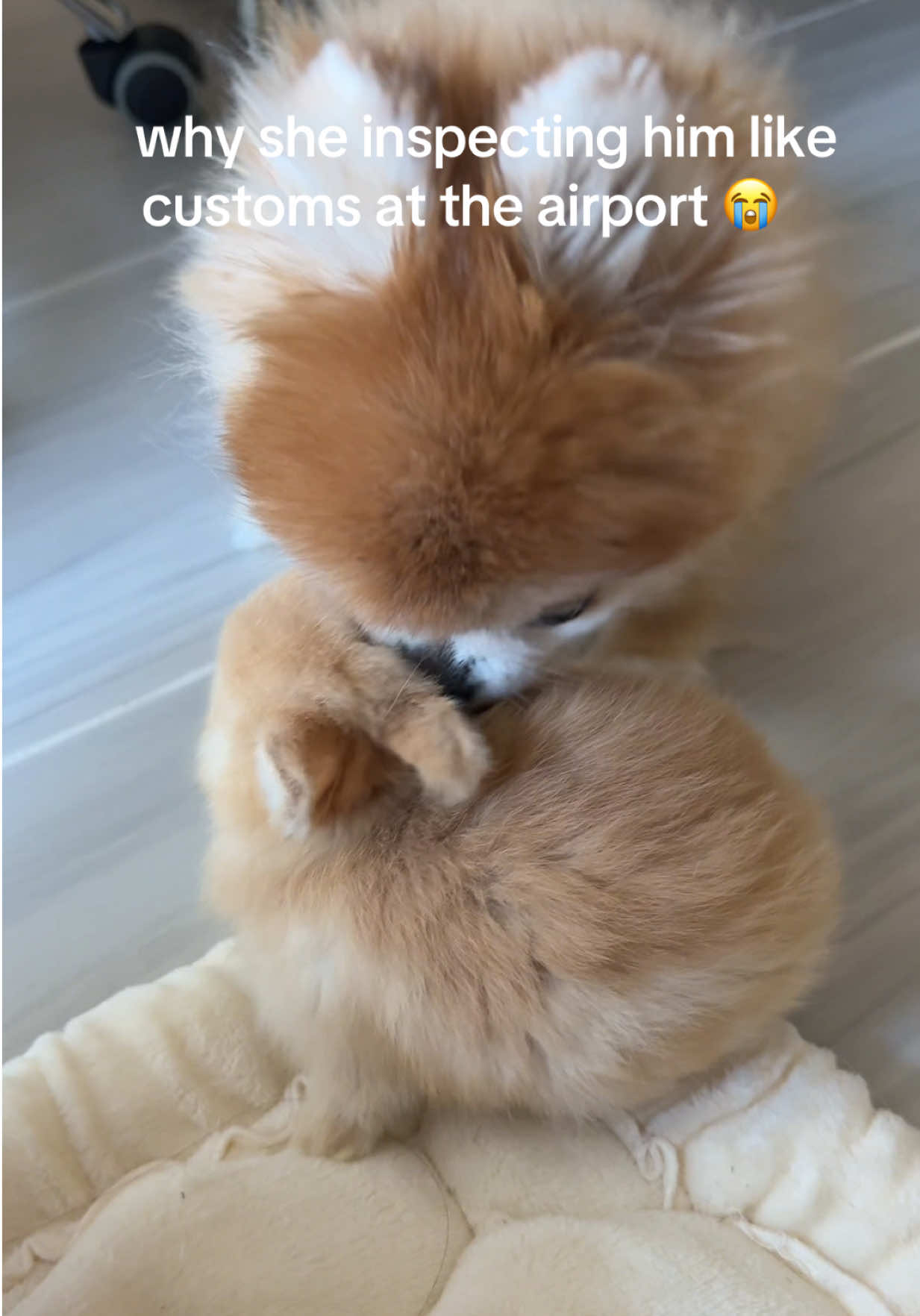 @Fluffy Bunny Orlando
