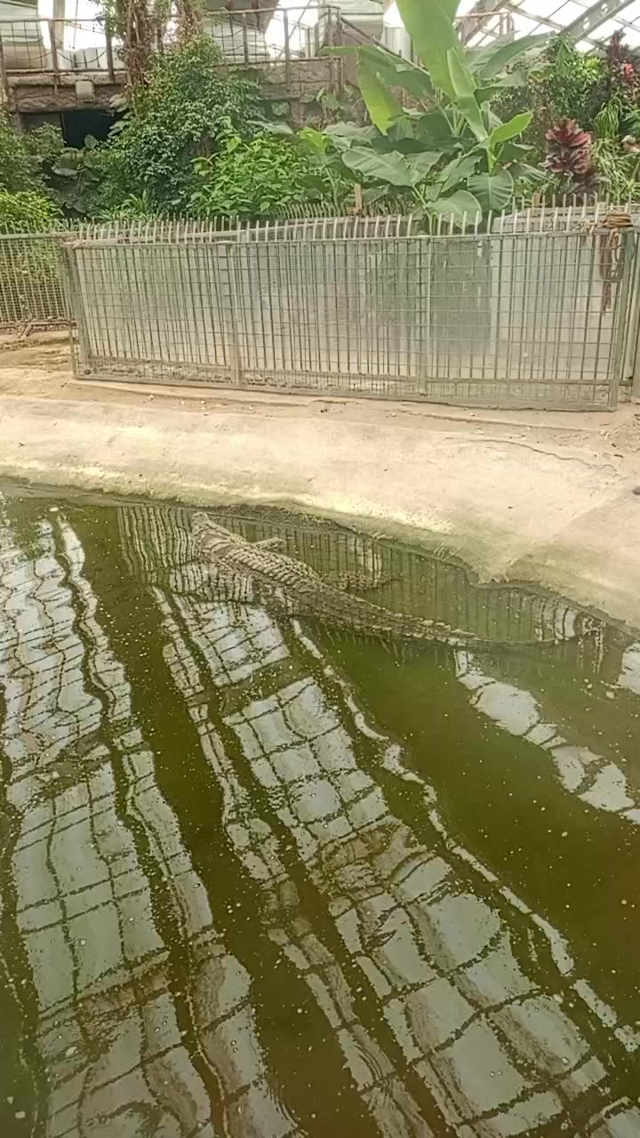 @Ateş 60 68