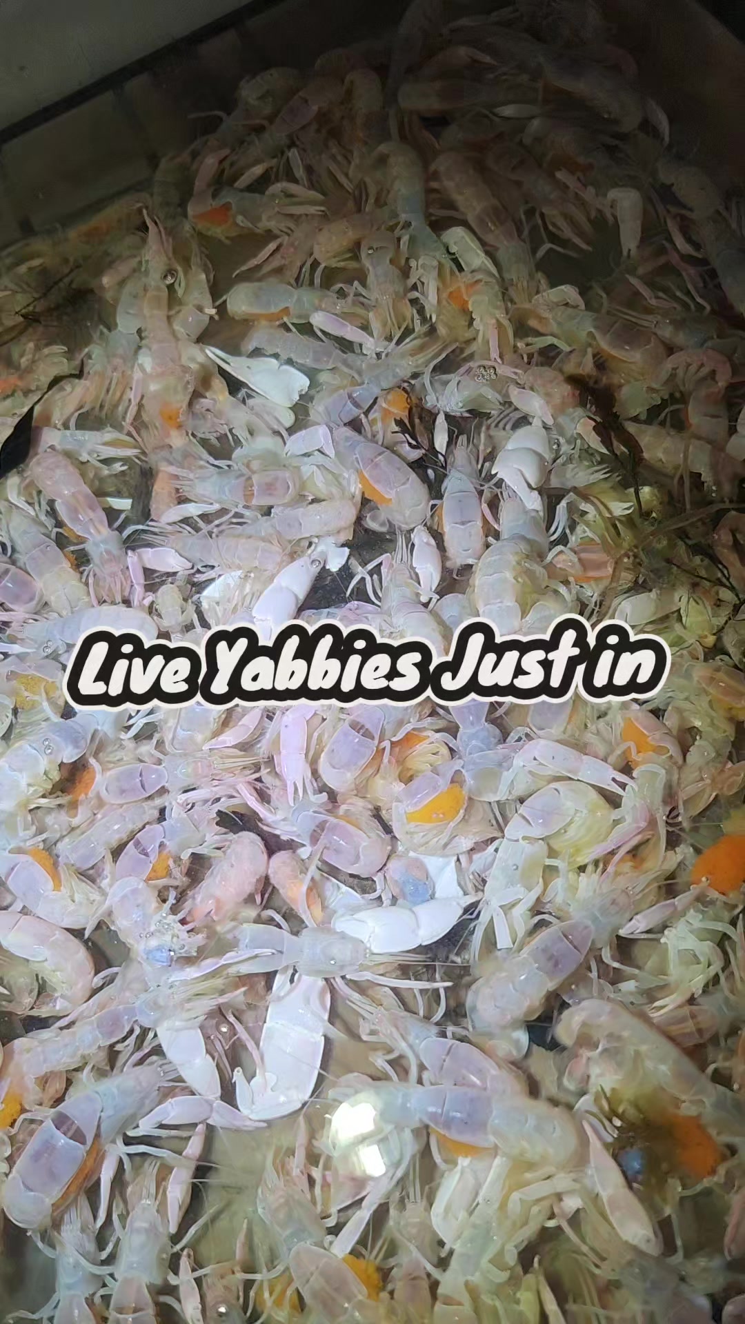 @FirstCallBait&Tackle🎣