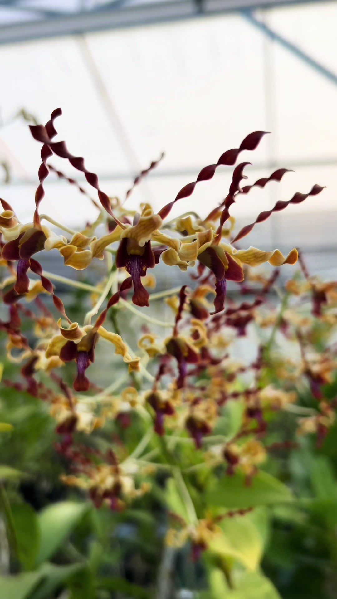@Anggina Orchid