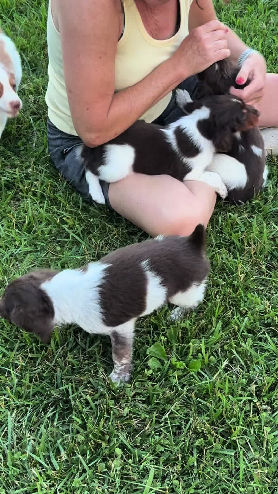 @Lizas Speckled Puppies