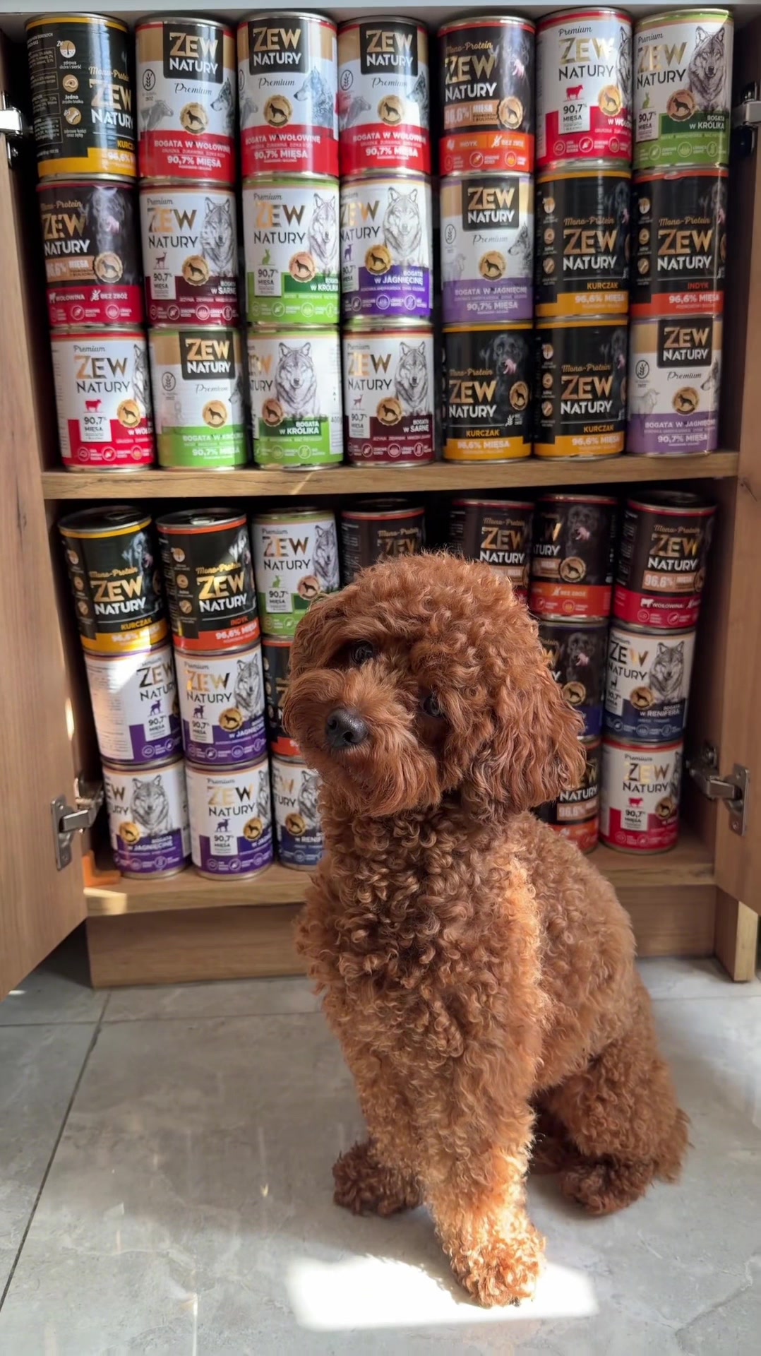 @Benni 🐾 IG: benni_toypoodle
