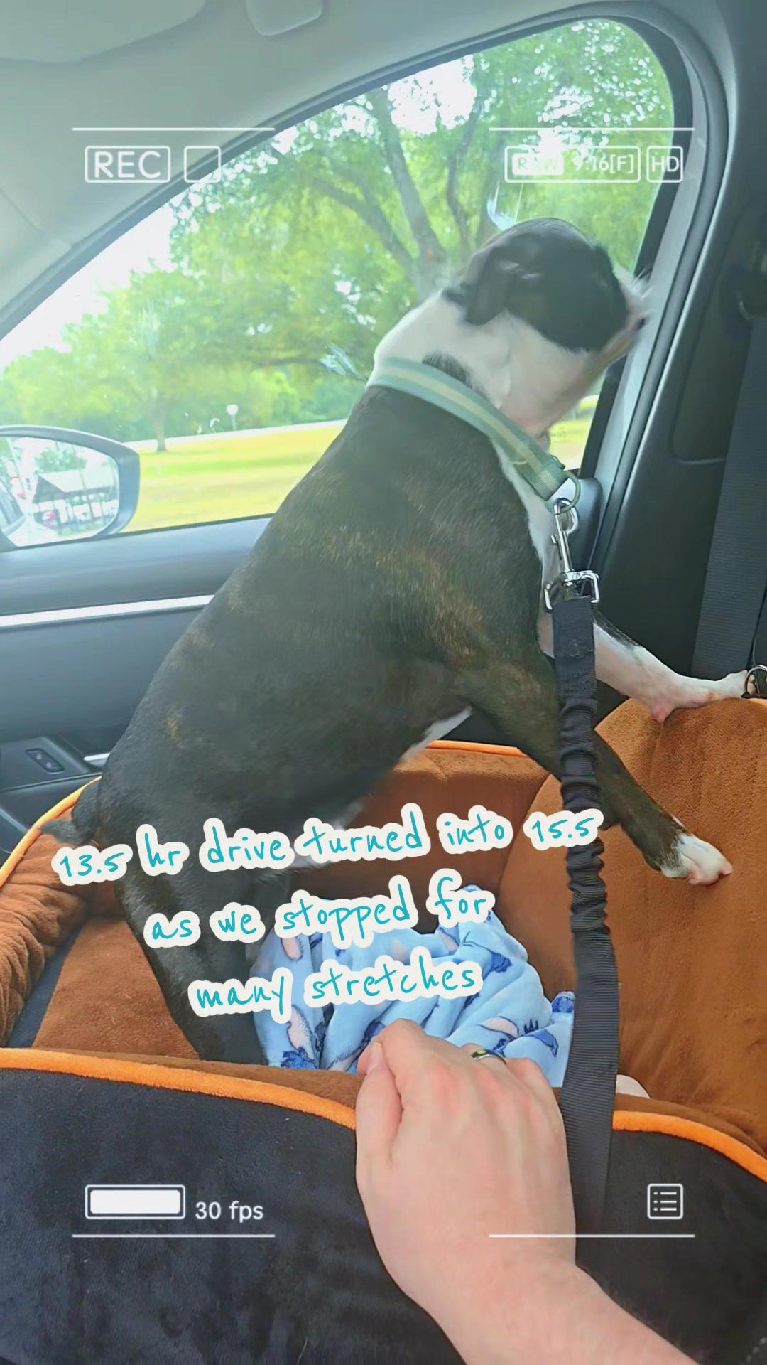 @Sir Leo the Terrier
