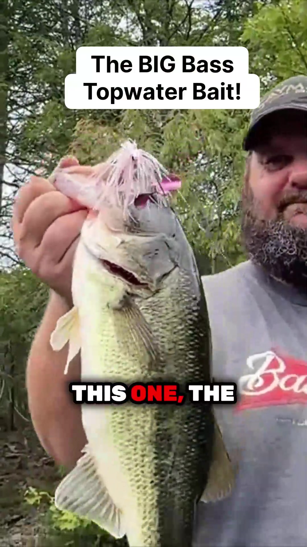 @bassgeek