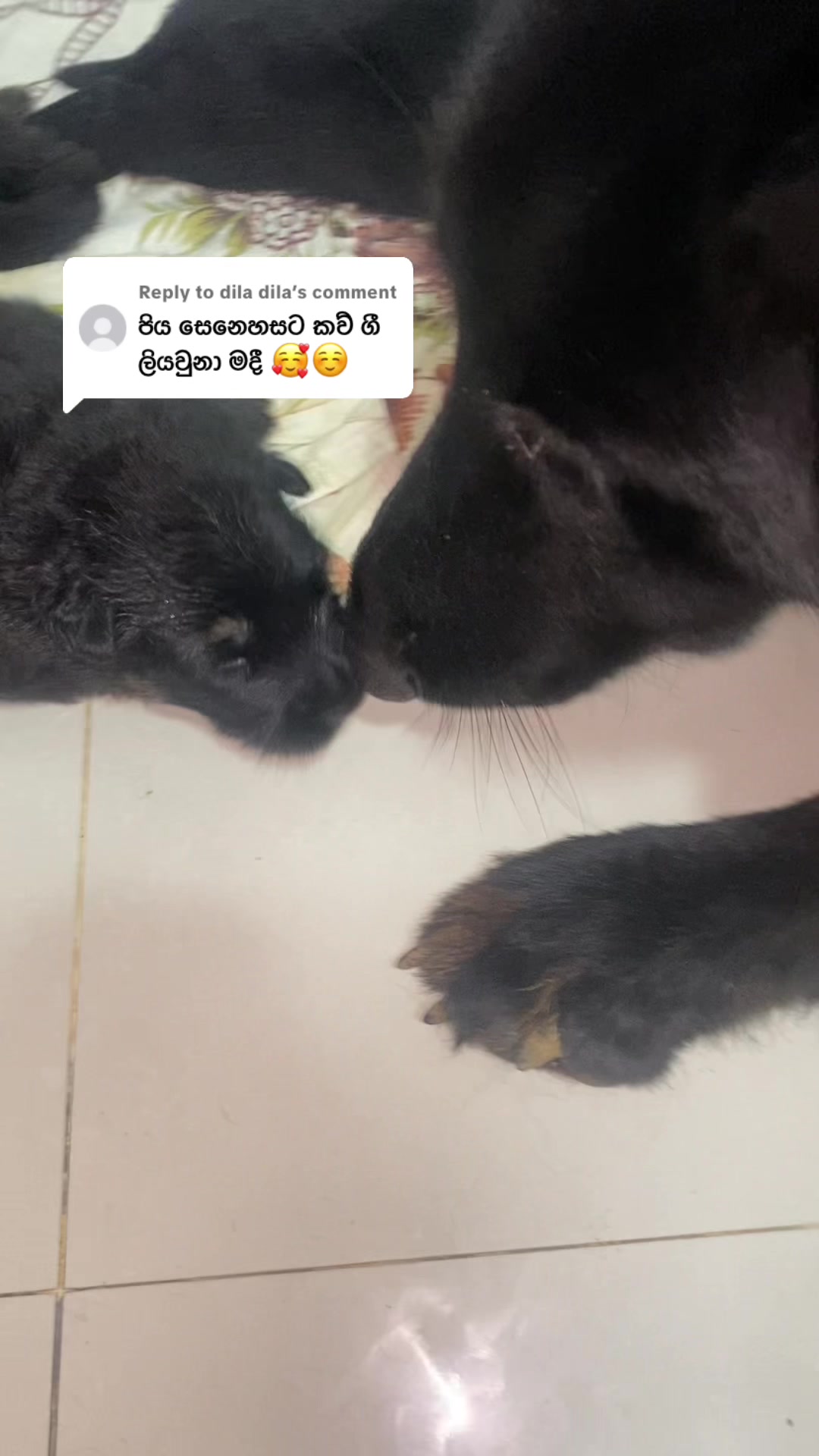 @Rover & Murphy & Bruno ❤️
