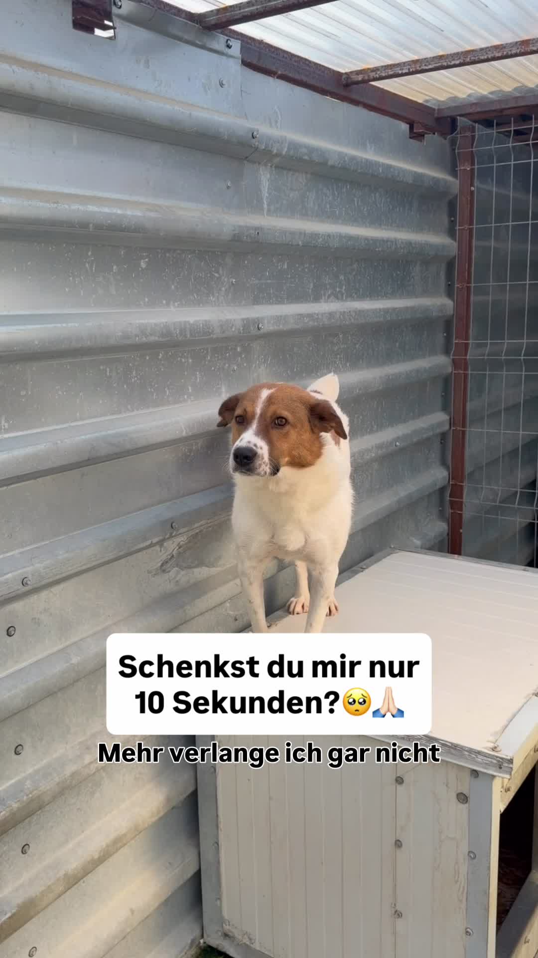 @Tierseelen 🐕