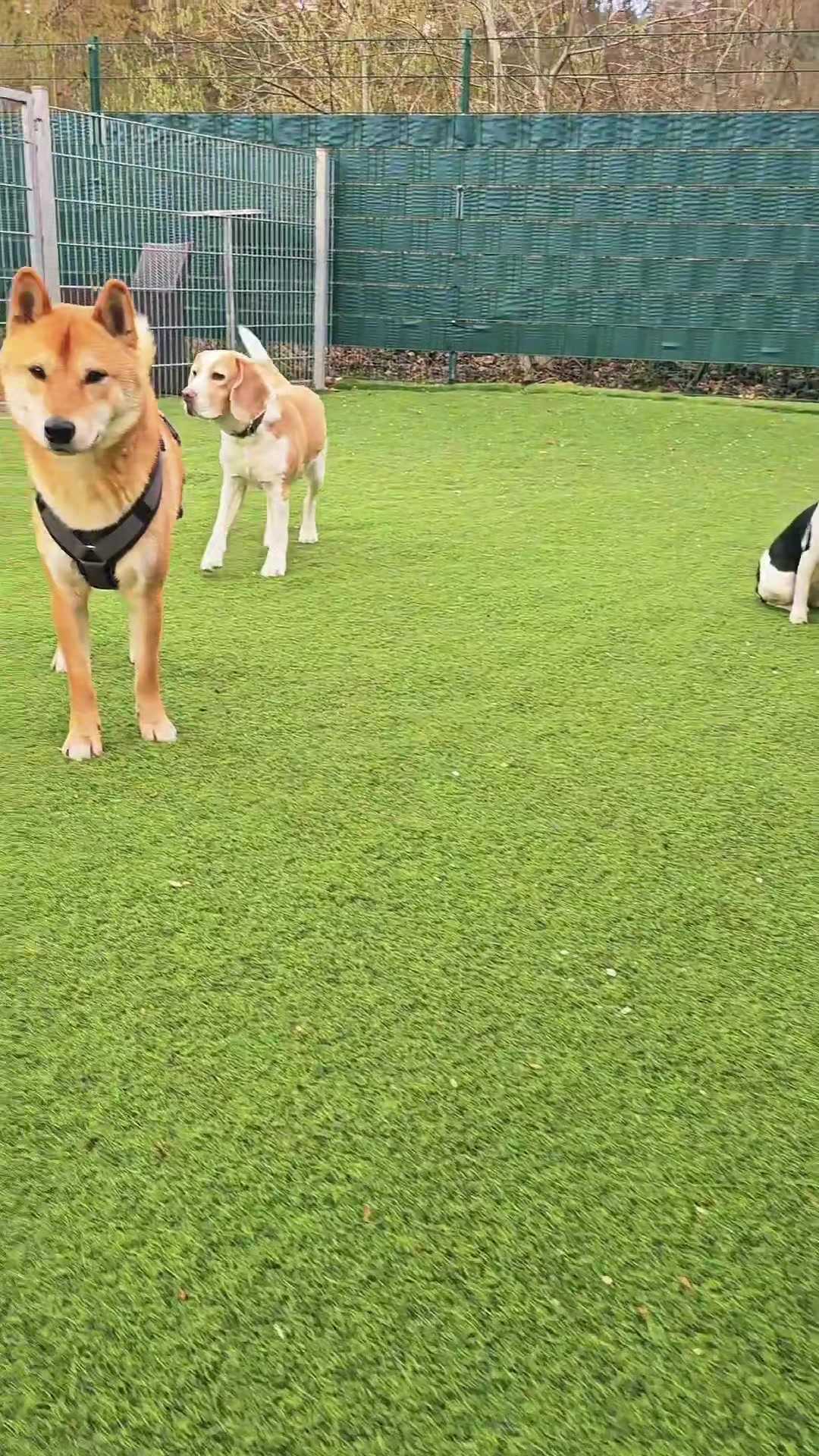 @Shyva Hundezentrum