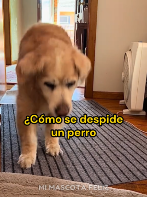 @Mi Mascota Feliz