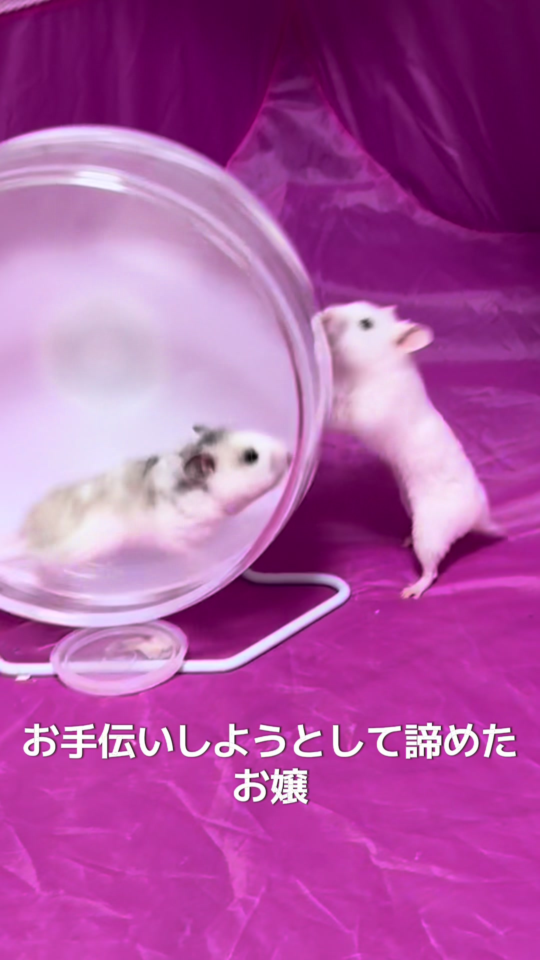 @田舎のネズミ