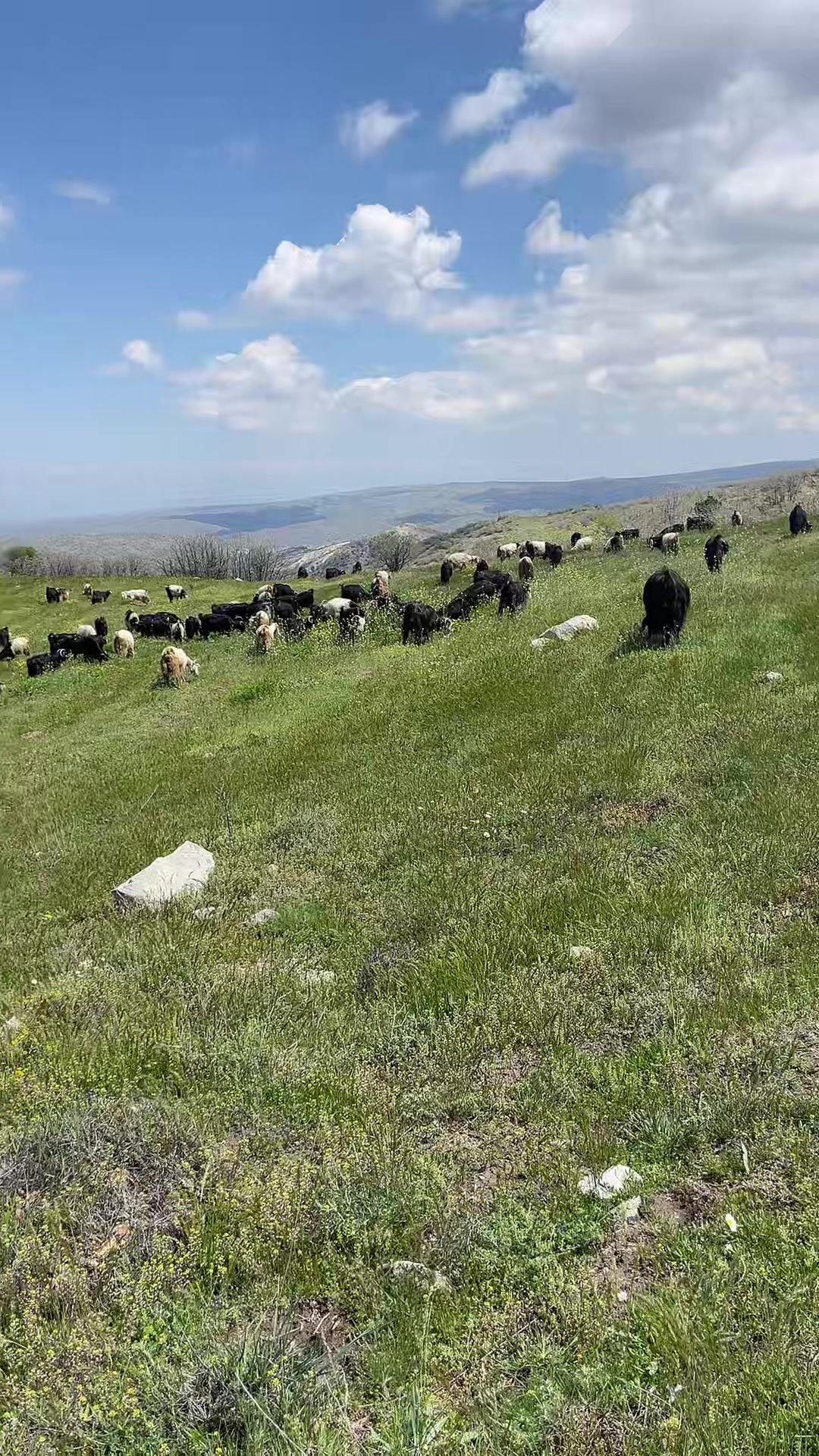 @Gazi.sarıkaya