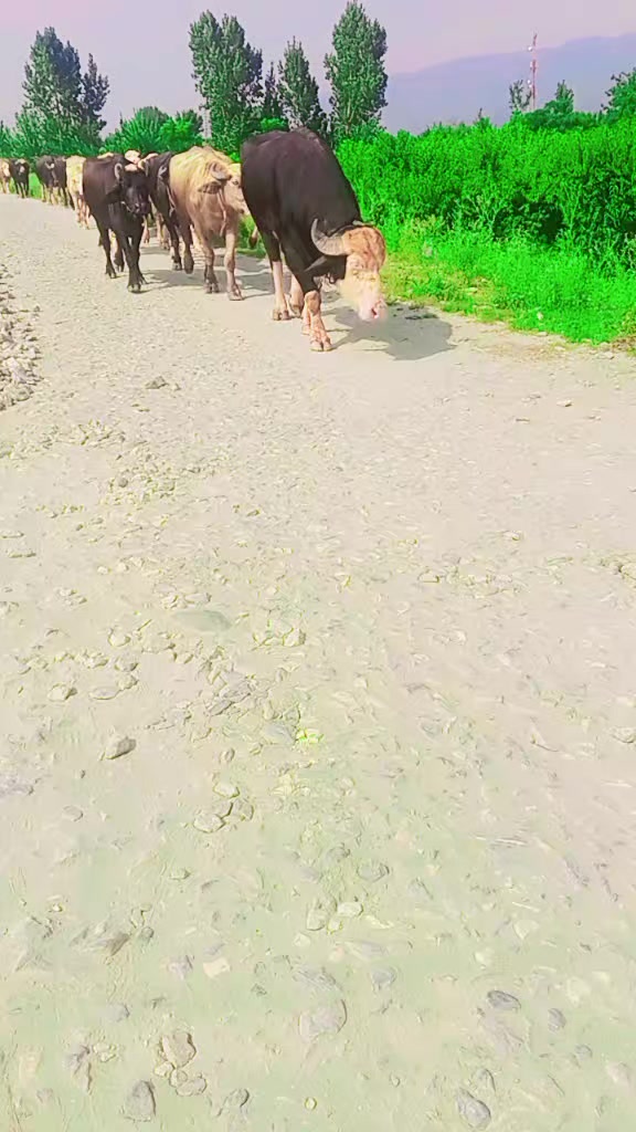 @ASAD Sarkar123