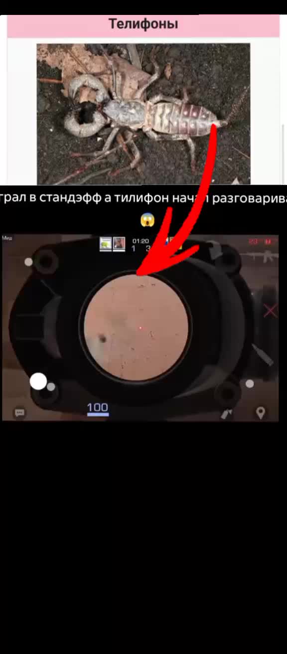 @кот гопник