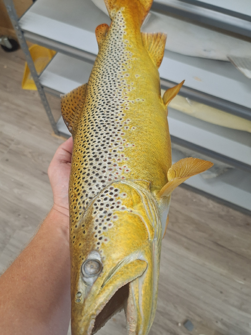 @SouthernScalesFishTaxi