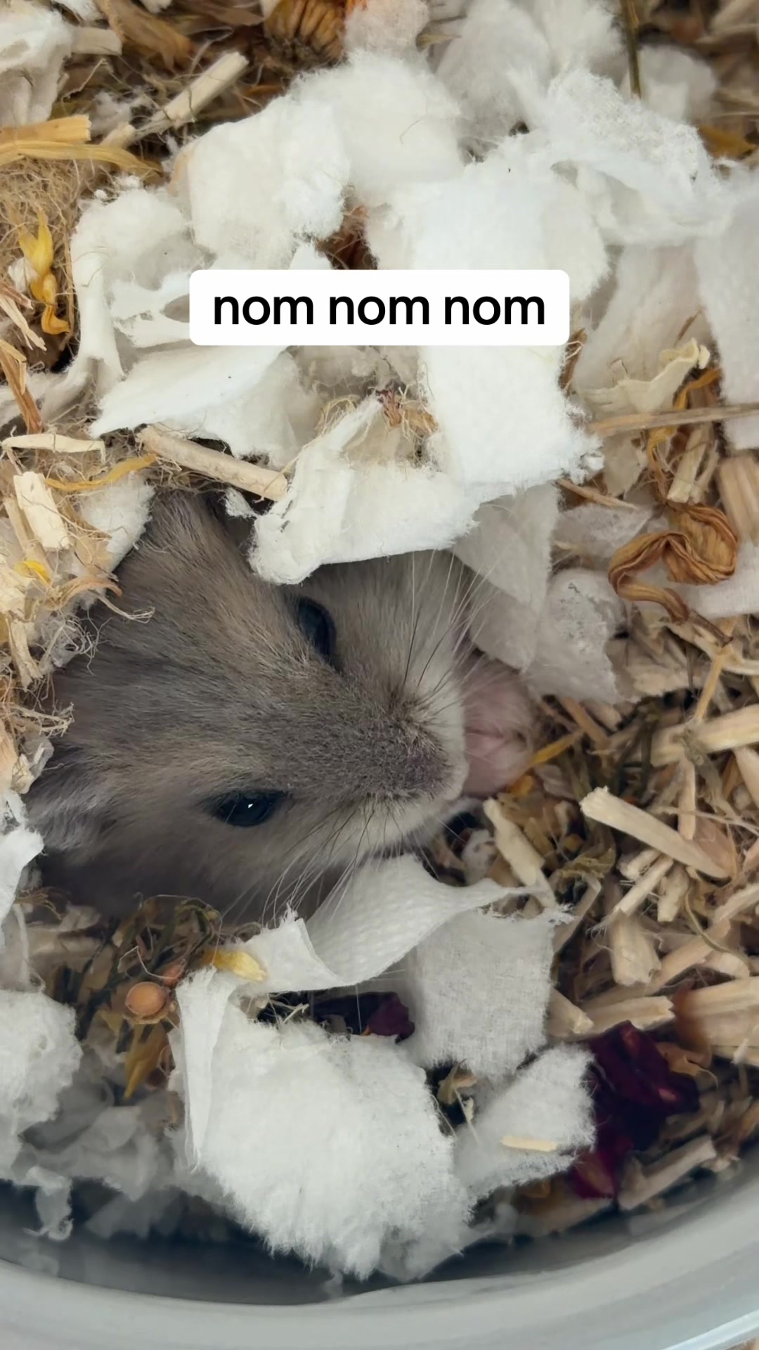 @peanutthehamster1