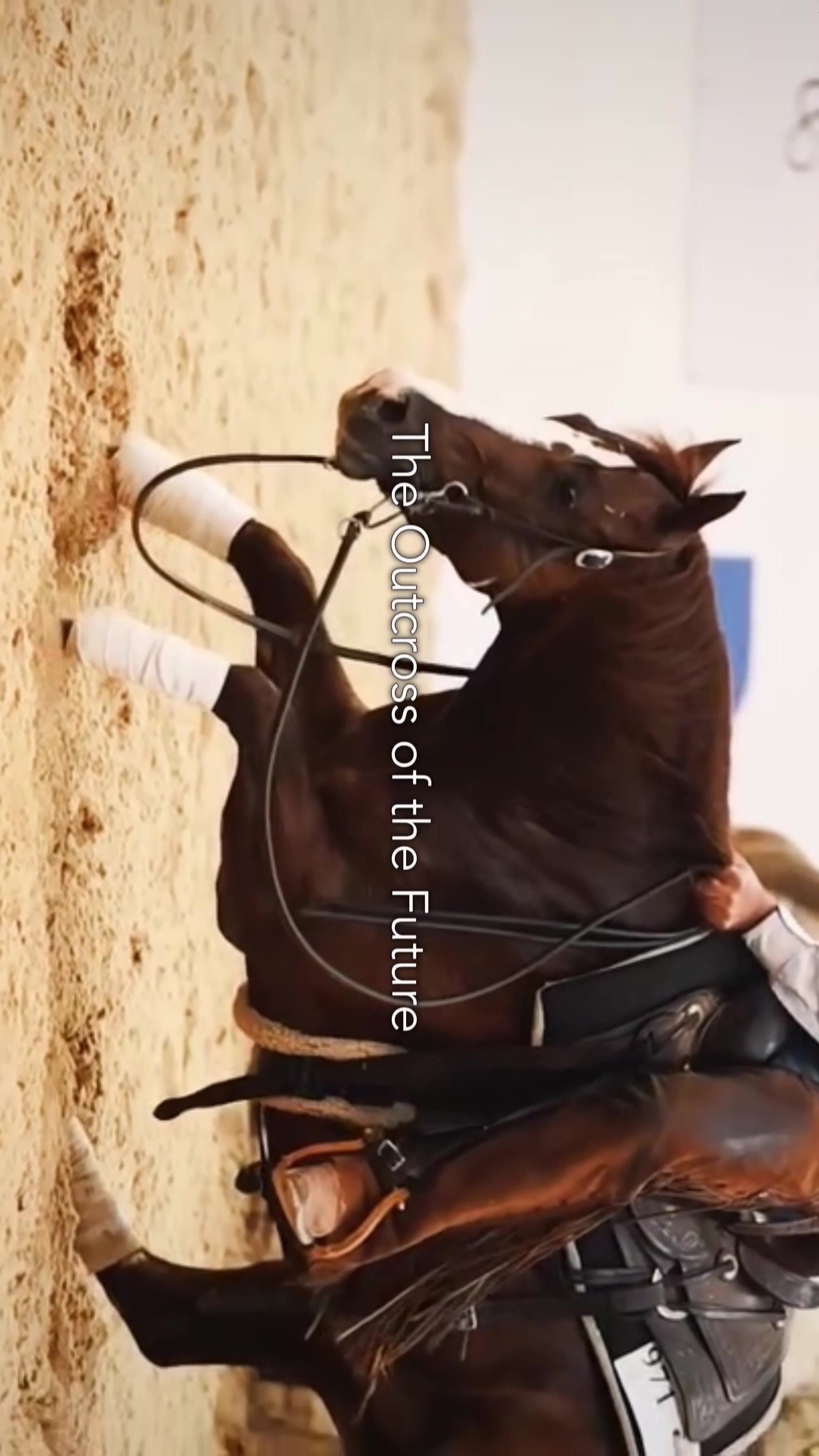 @Solo Select Horses