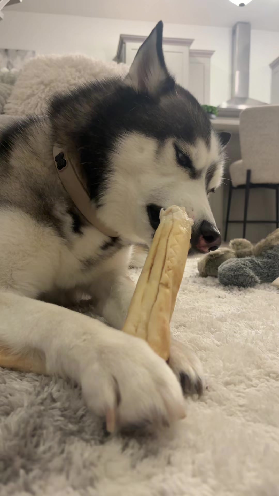 @lifewith2huskies