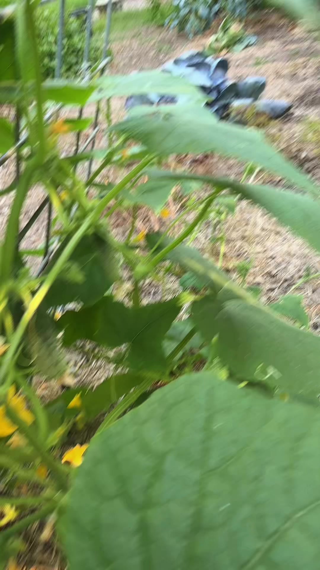 @themagicvalleygardener