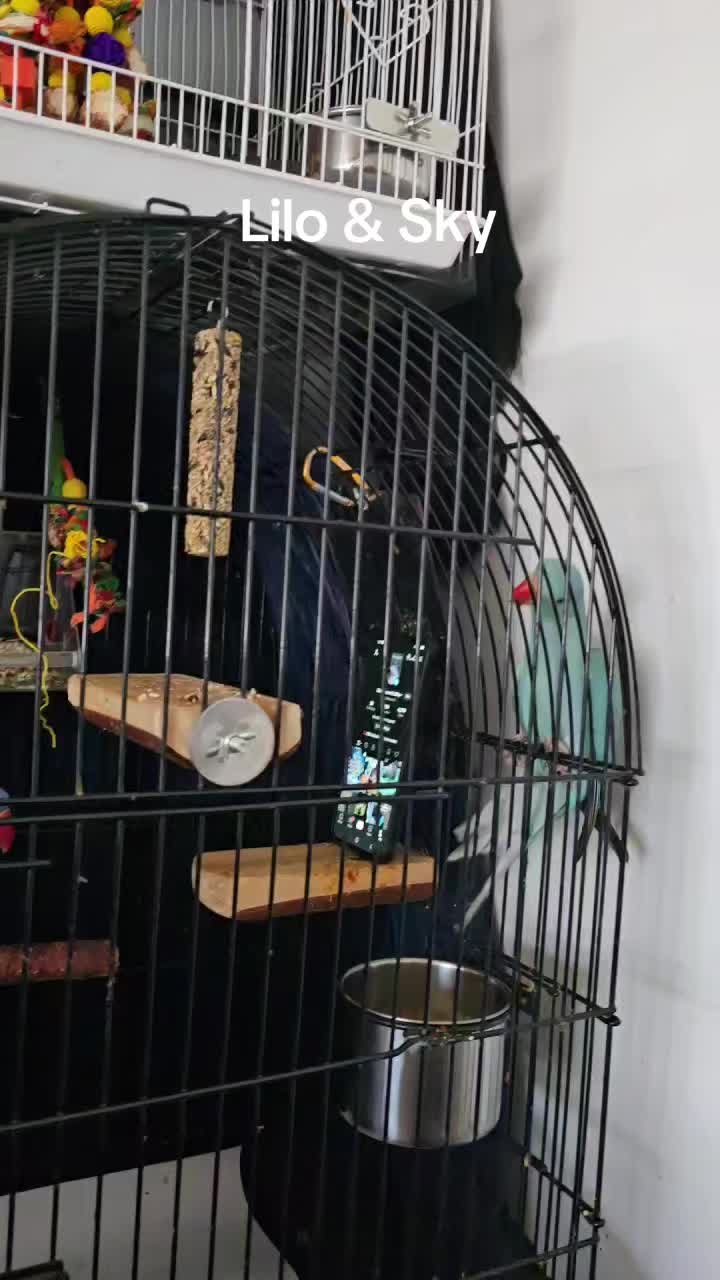 @lilotheparrot & Sky