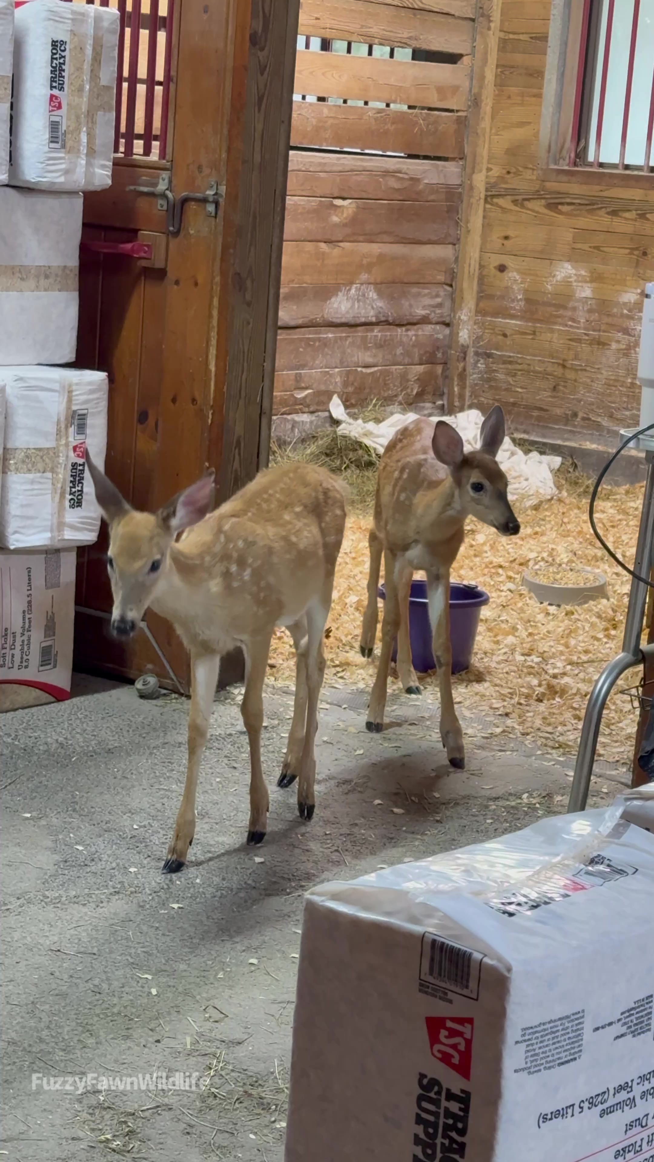 @Fuzzy Fawn Wildlife