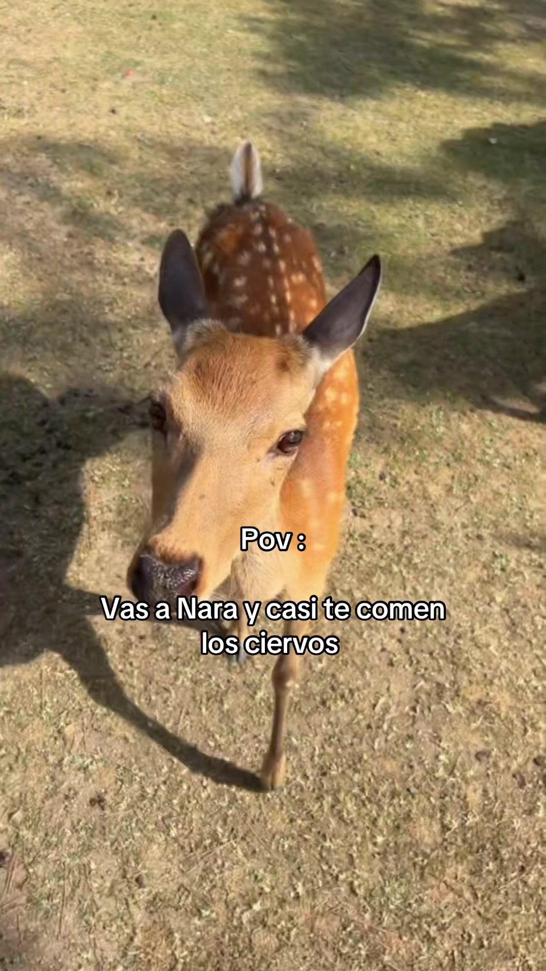 @Ricardo Lohan