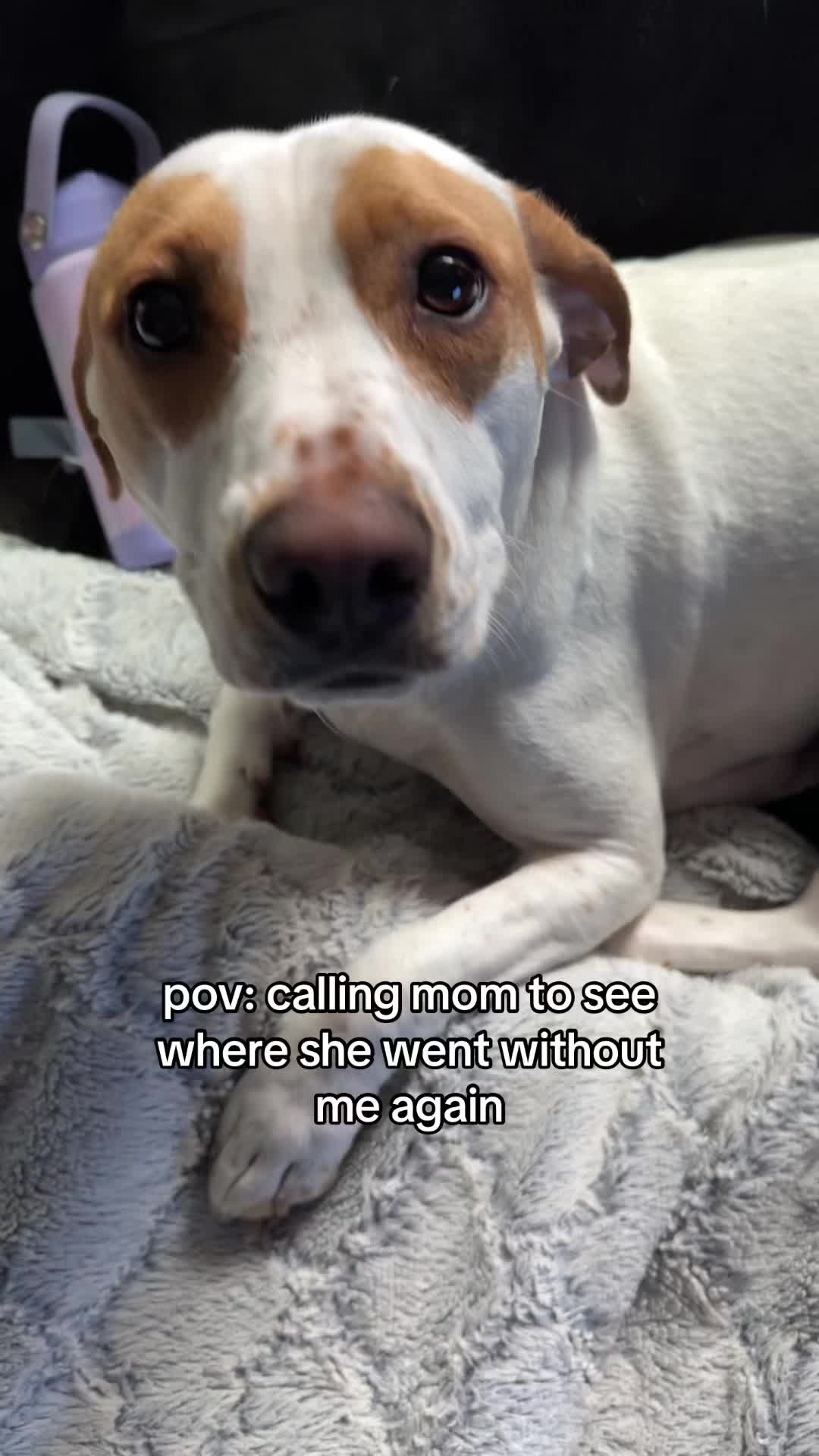 @Sproutie 🐶