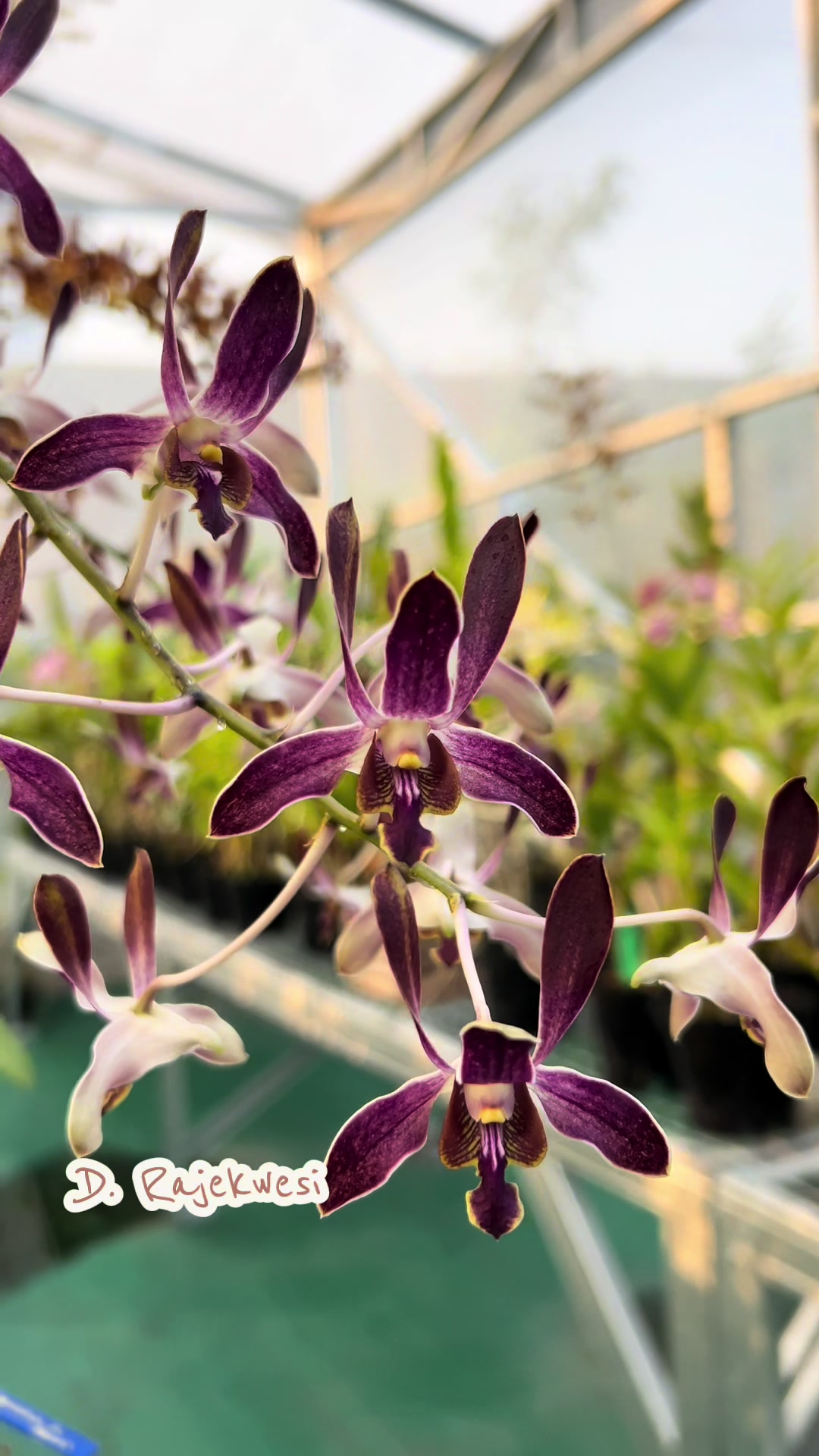@Anggina Orchid