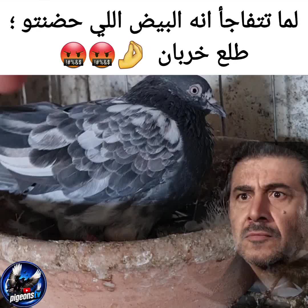 @Pigeons Tv