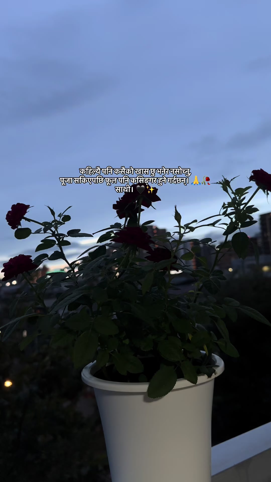 @🦋🕊️.....