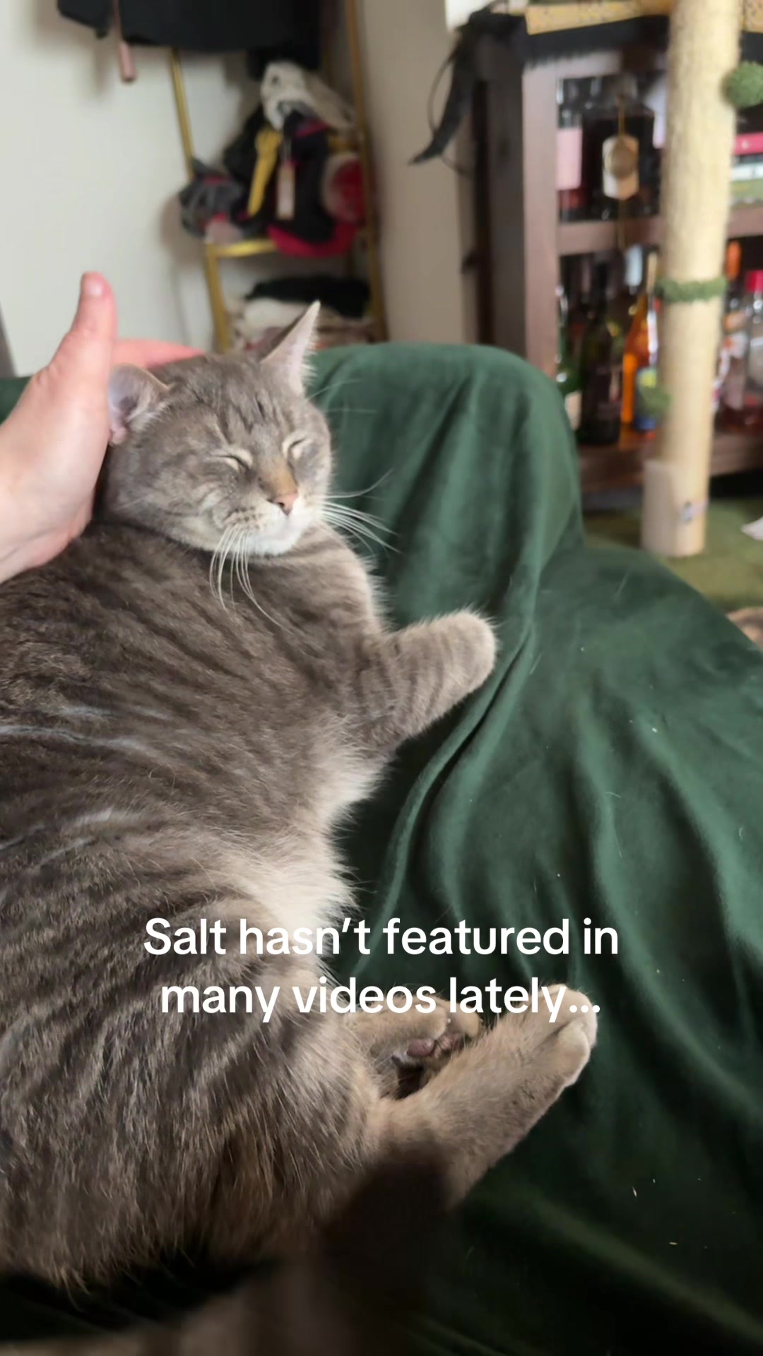 @my2blindcats