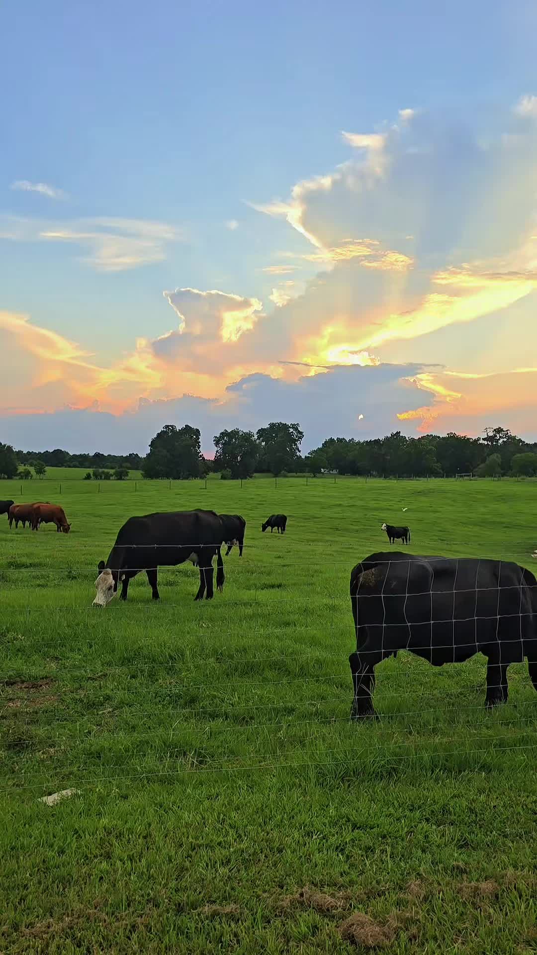 @M.I. CATTLE CO.