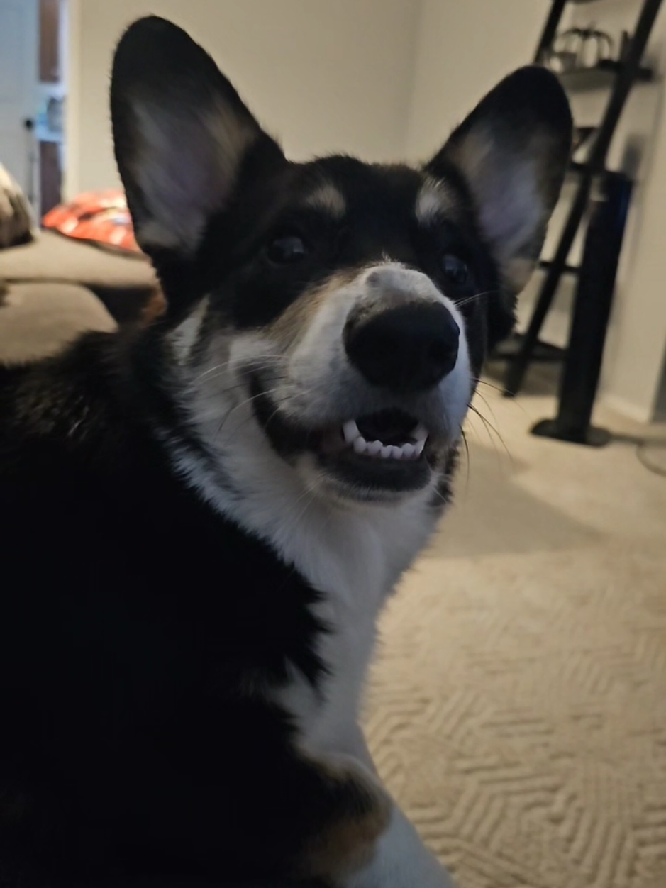@Chelsea | Corgi Mom 🐾