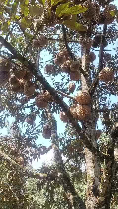 @Kenzhi Durian Tuban