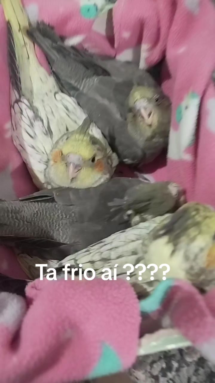 @antonia.modaféshop