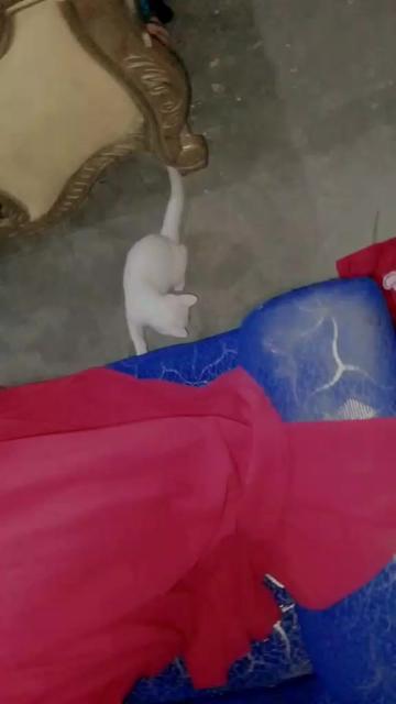 @Ziddi Girl