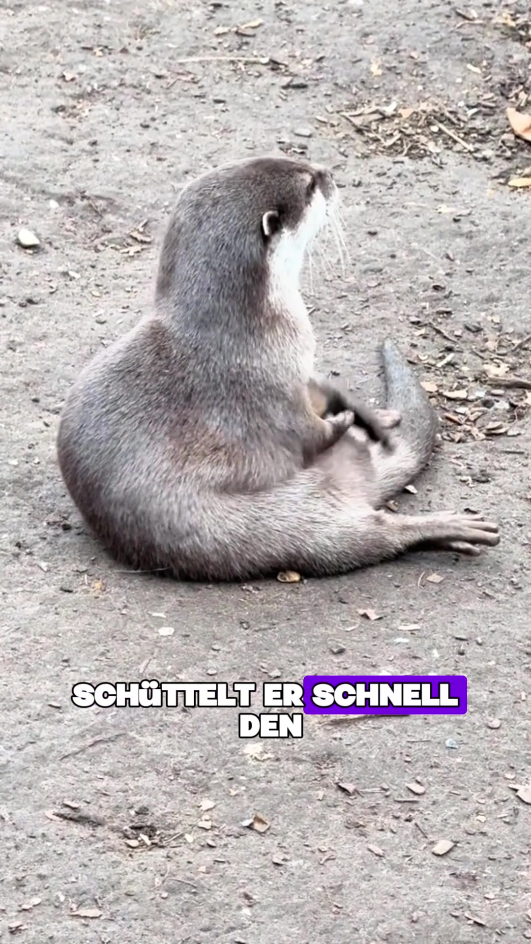 @Tierheim