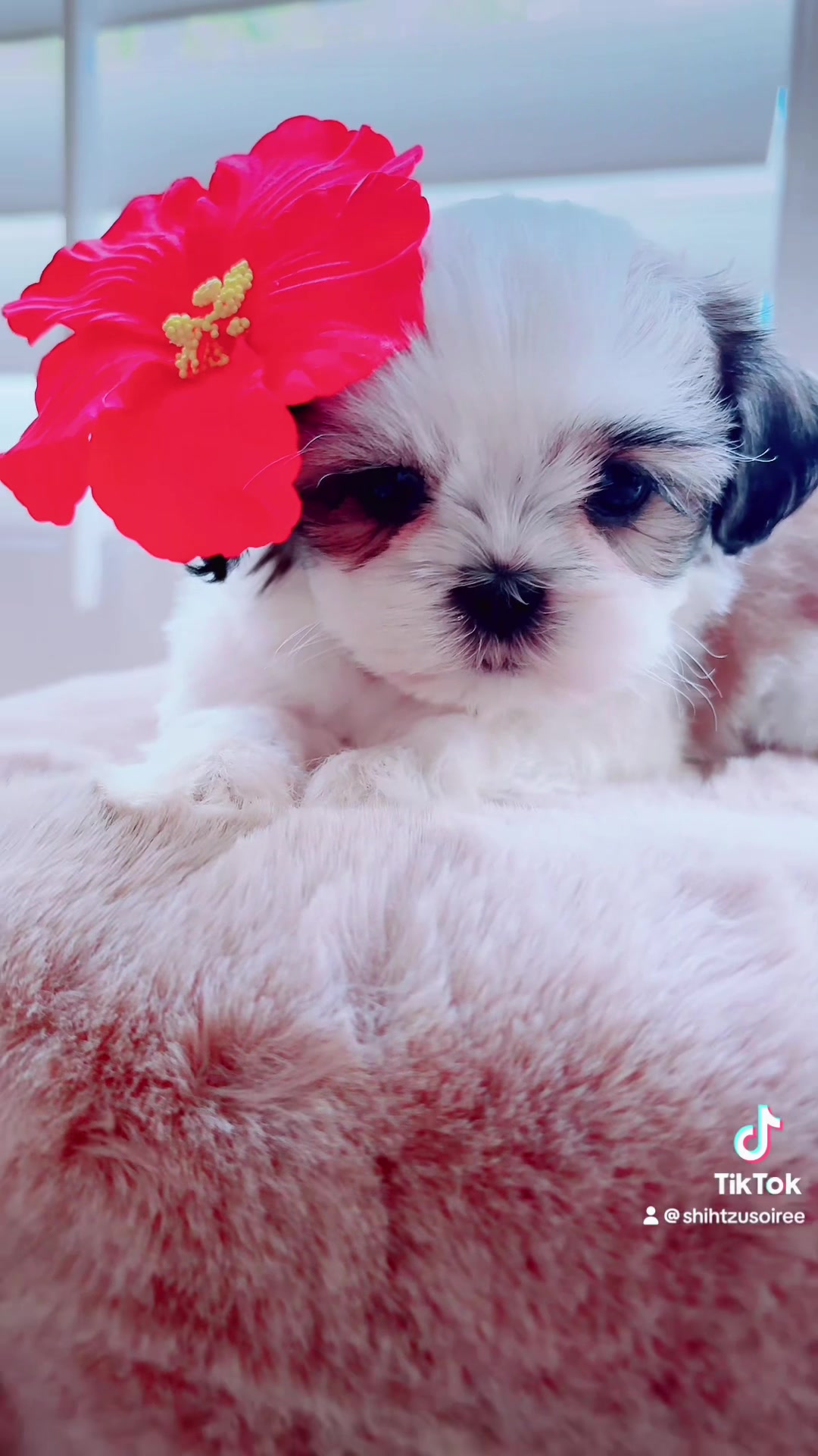 @SHIHTZU SOIRÉE