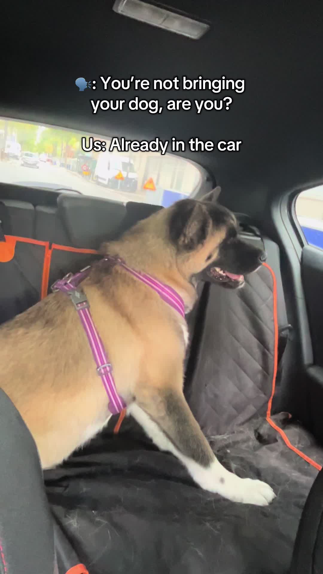 @Buffy_American_Akita