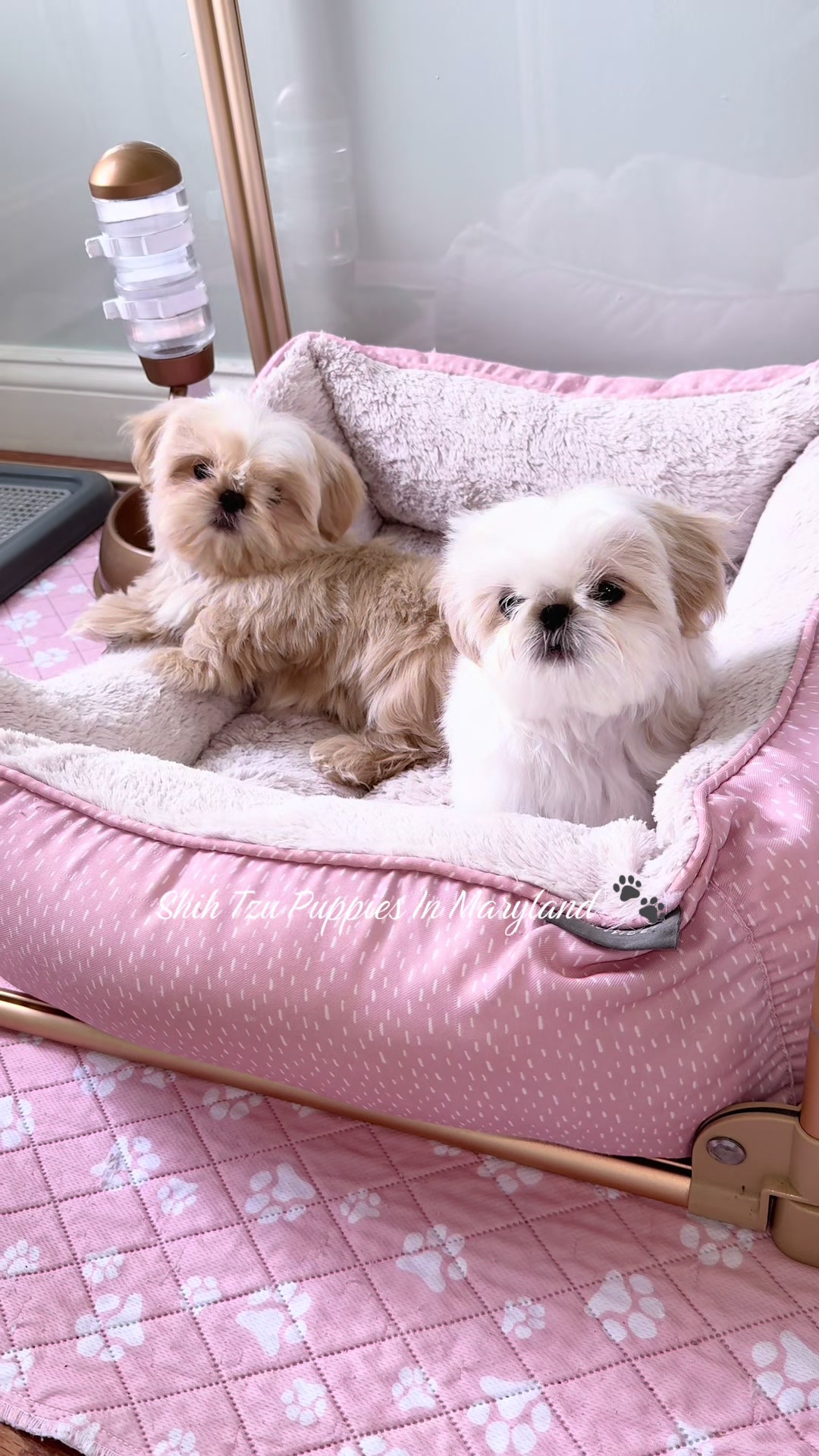 @Shih Tzu Puppies in Maryland