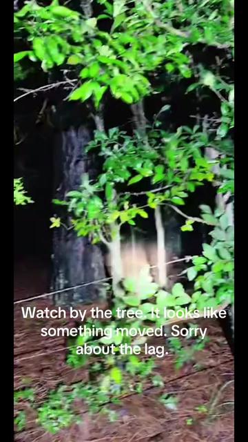 @🕯️✨Porchlight Paranormal✨🕯️