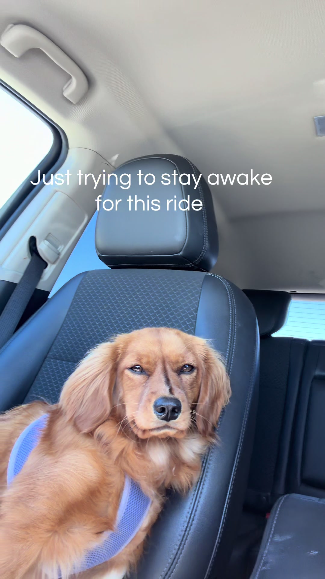 @Sage | Mini Golden Retriever