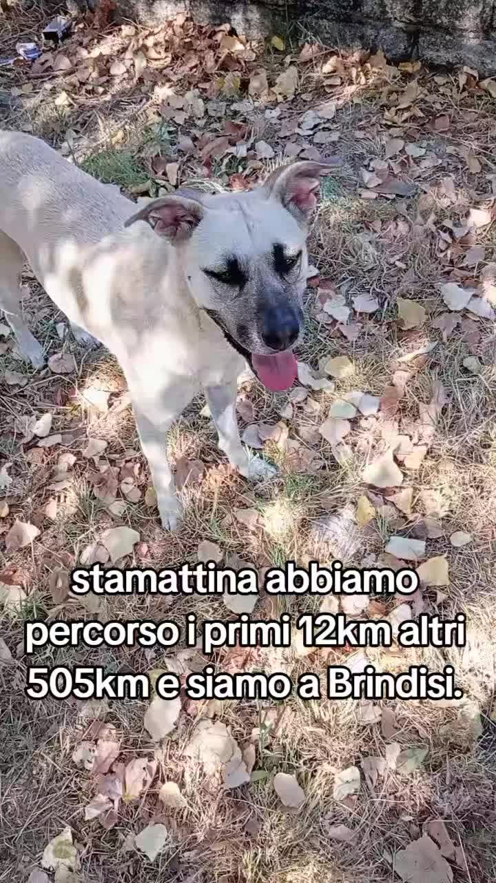 @La tribù del conte Max