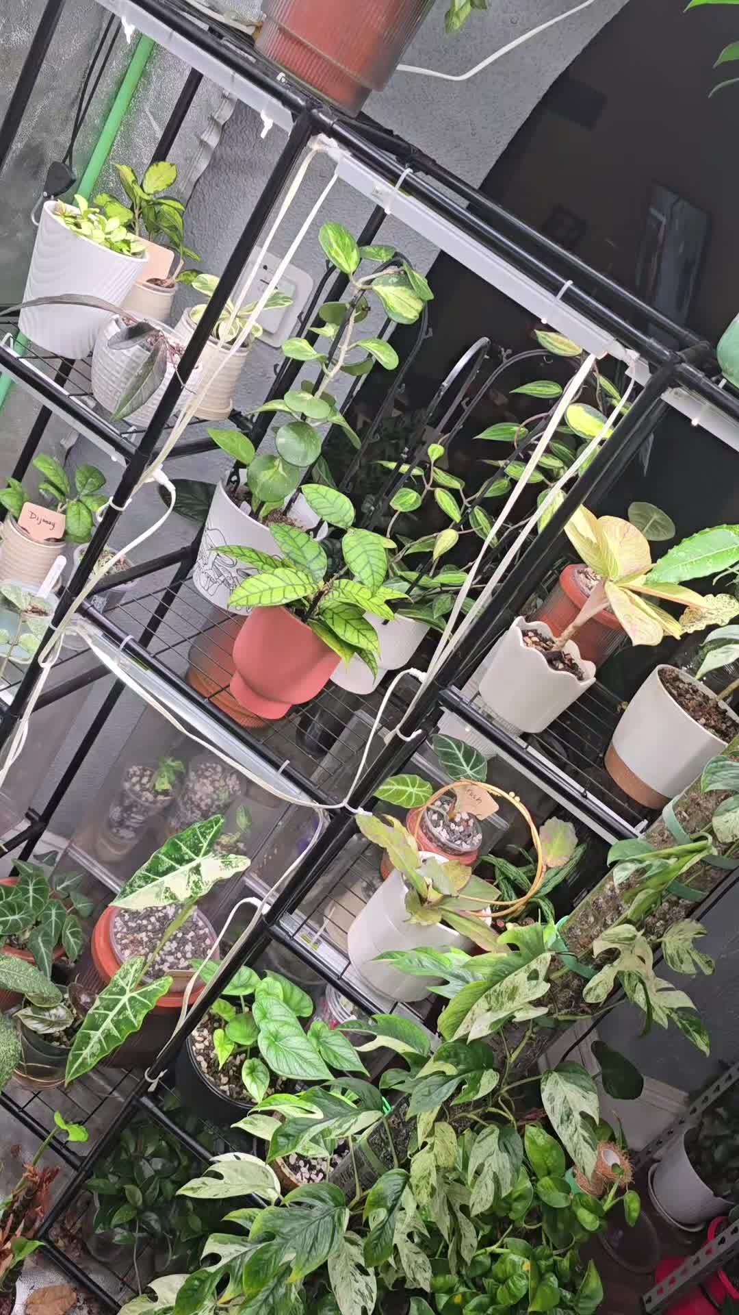 @JT - BigEGOPlants