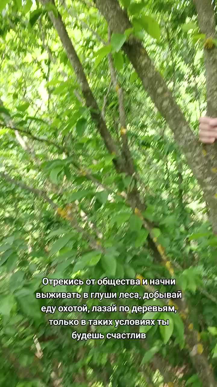 @Лучезарный хрякᛉ
