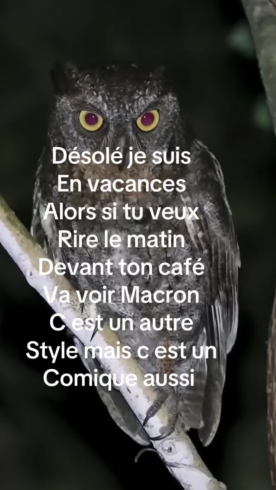 @hibou débrouillard